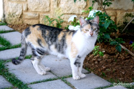 Hotel Katze in Chania